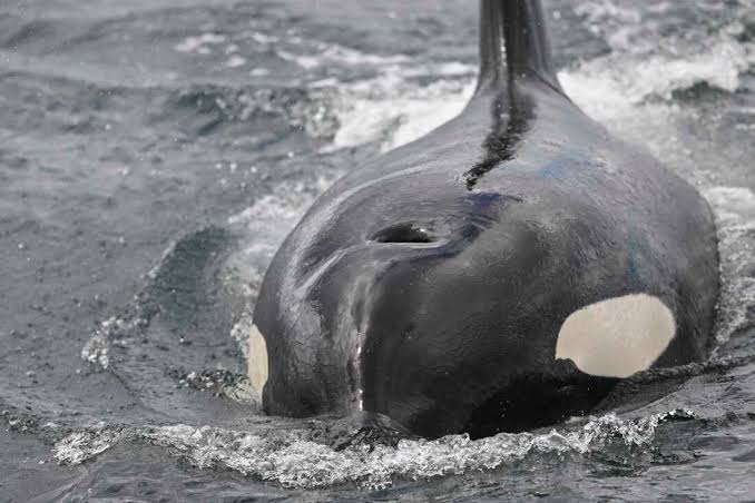 Video: Scientists watch orcas ram a sunfish so hard it explodes