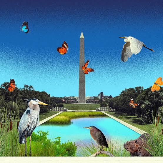 Column | The all-natural way to fix the Reflecting Pool