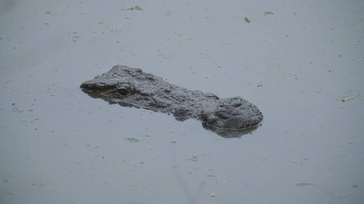 Man, 28, dragged out to sea and killed by crocodile at popular resort: Police