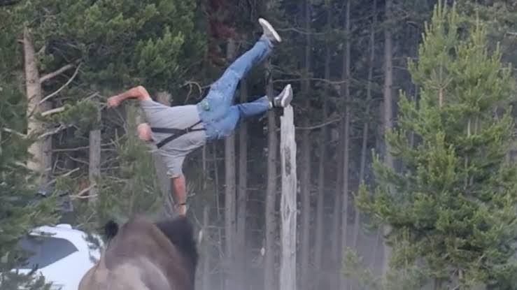 Tourist Seriously Injured After Yellowstone Bison Launches Man 8 Feet In The Air