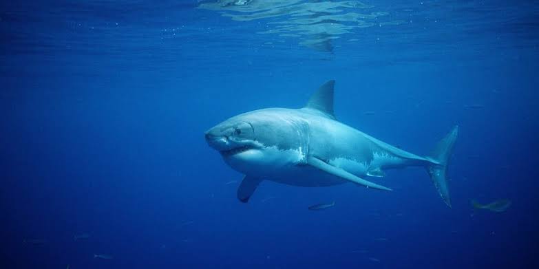 Great white shark pulls lifeguard underwater at popular family beach destination on the East Coast