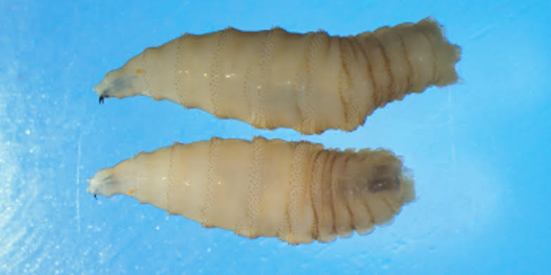 Deadly flesh-eating parasite poses risk to pets this summer: Here are the safety tips to know