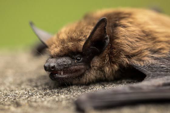 11-year-old boy dies of rabies in Canada after waking to find bat on his face in the middle of the night