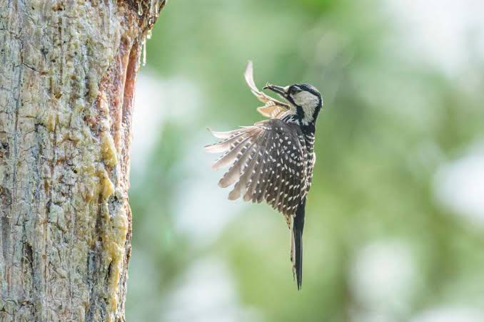 Environmental groups sue government to stop a big change to the Endangered Species Act