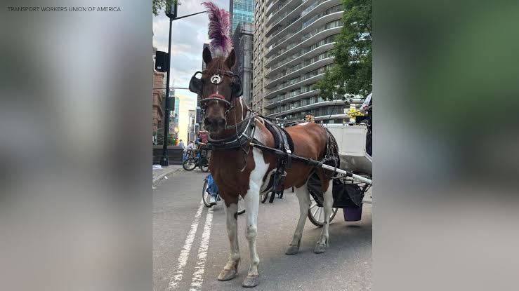 Carriage horse died after eating poisonous plant Japanese yew in Central Park, report finds