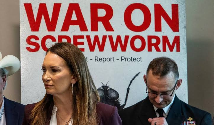 Political blame game follows as screwworm parasite threatens cattle in Texas