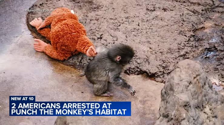 2 Americans arrested after one climbed into Punch the monkey's habitat at the Ichikawa City Zoo in Japan