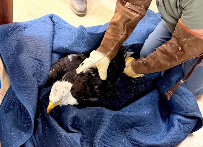 Rescued eagle Jackie battles anemia, inflammation. ‘It’s too early to predict the outcome’