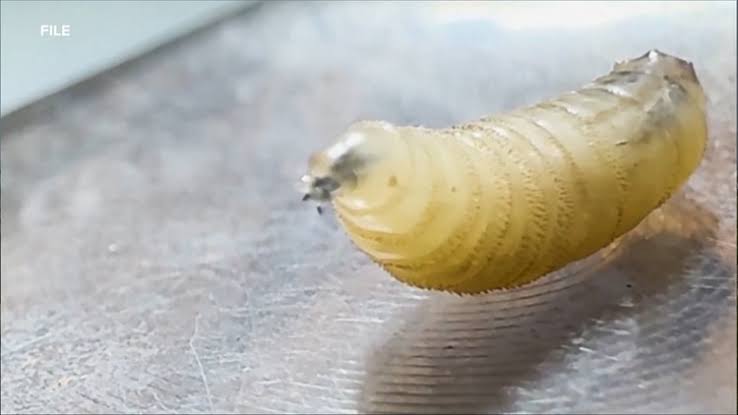 Governor Abbott activates Emergency Operations as screwworm cases rise to four in Texas
